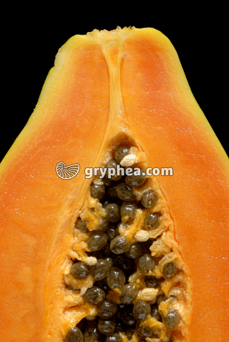 Papaye CL - détail (Carica papaya) - gryphea.com
